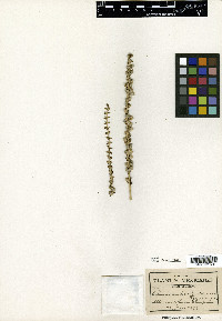 Schoenocaulon jaliscense image