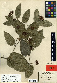 Smilax mollis image