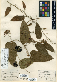Smilax mollis image