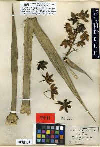 Yucca jaliscensis image