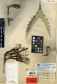 Agave parryi image