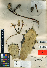 Agave guadalajarana image