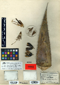 Agave potrerana image