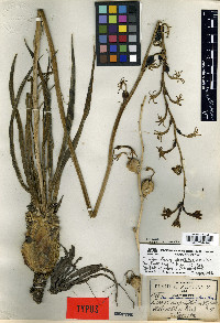 Manfreda singuliflora image