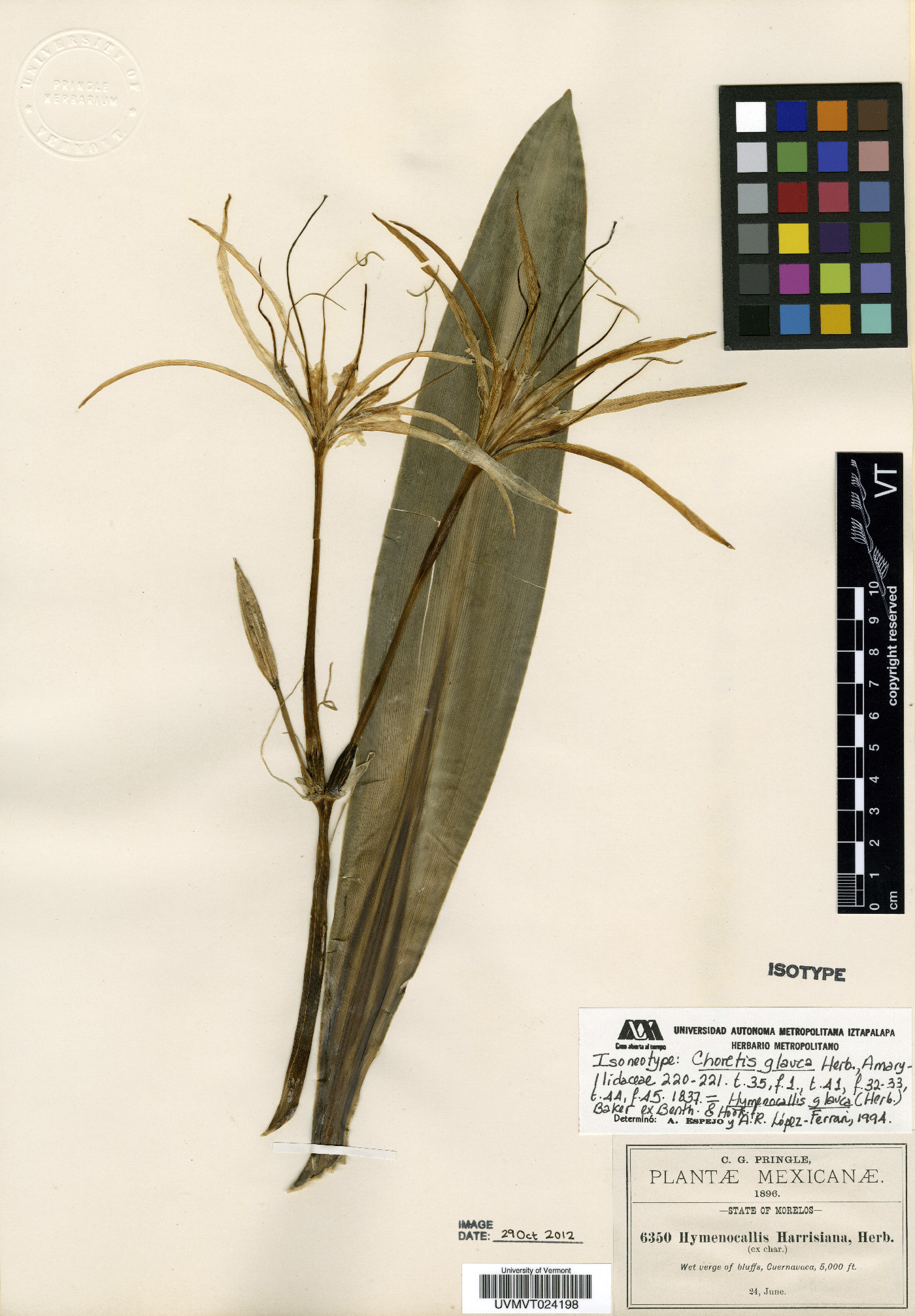 Hymenocallis glauca image