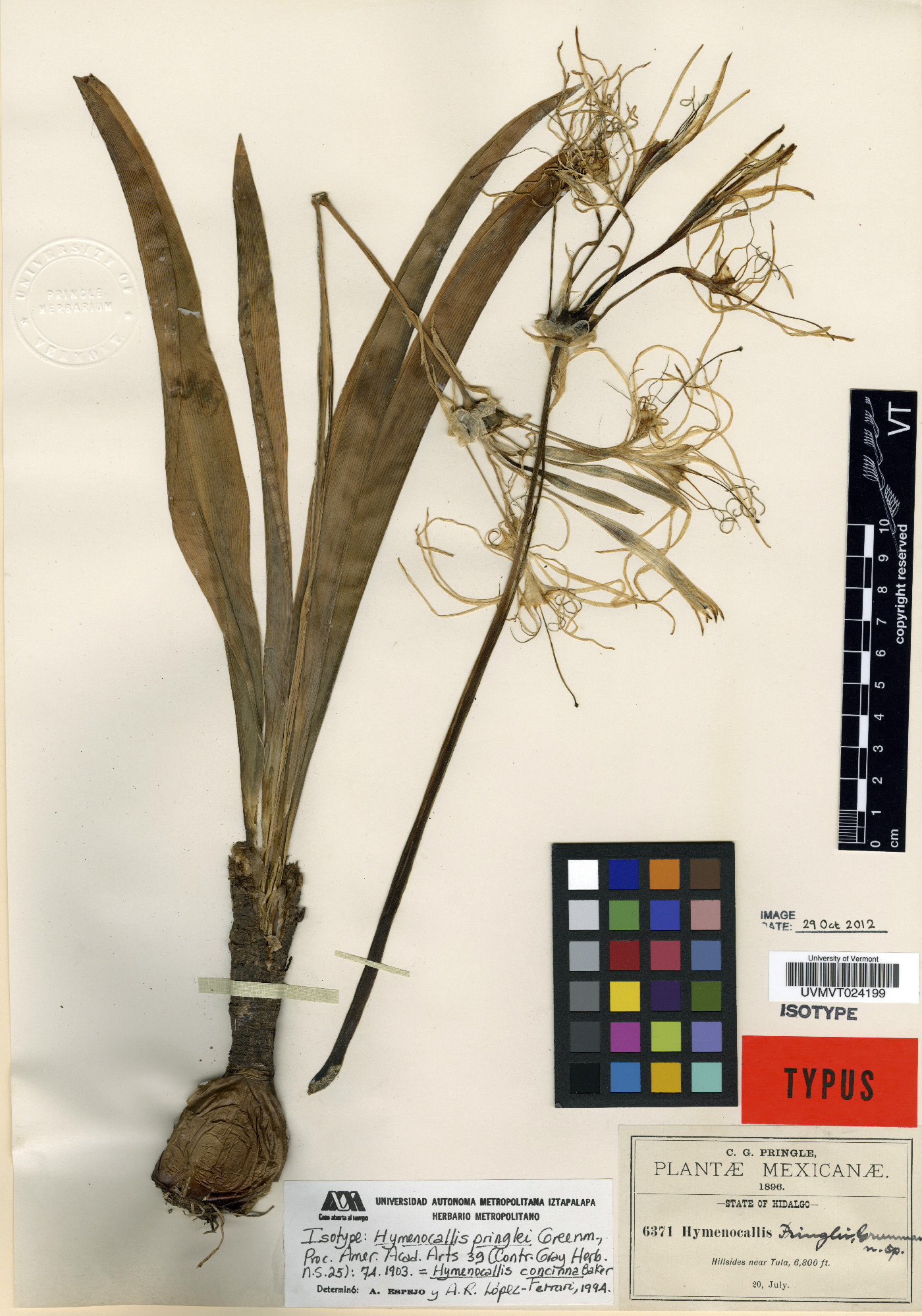 Hymenocallis concinna image