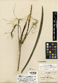 Hymenocallis acutifolia image
