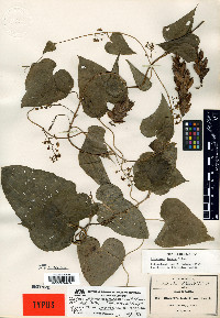 Dioscorea convolvulacea image