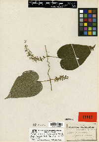 Dioscorea igualamontana image