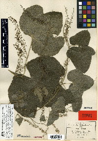 Dioscorea galeottiana image
