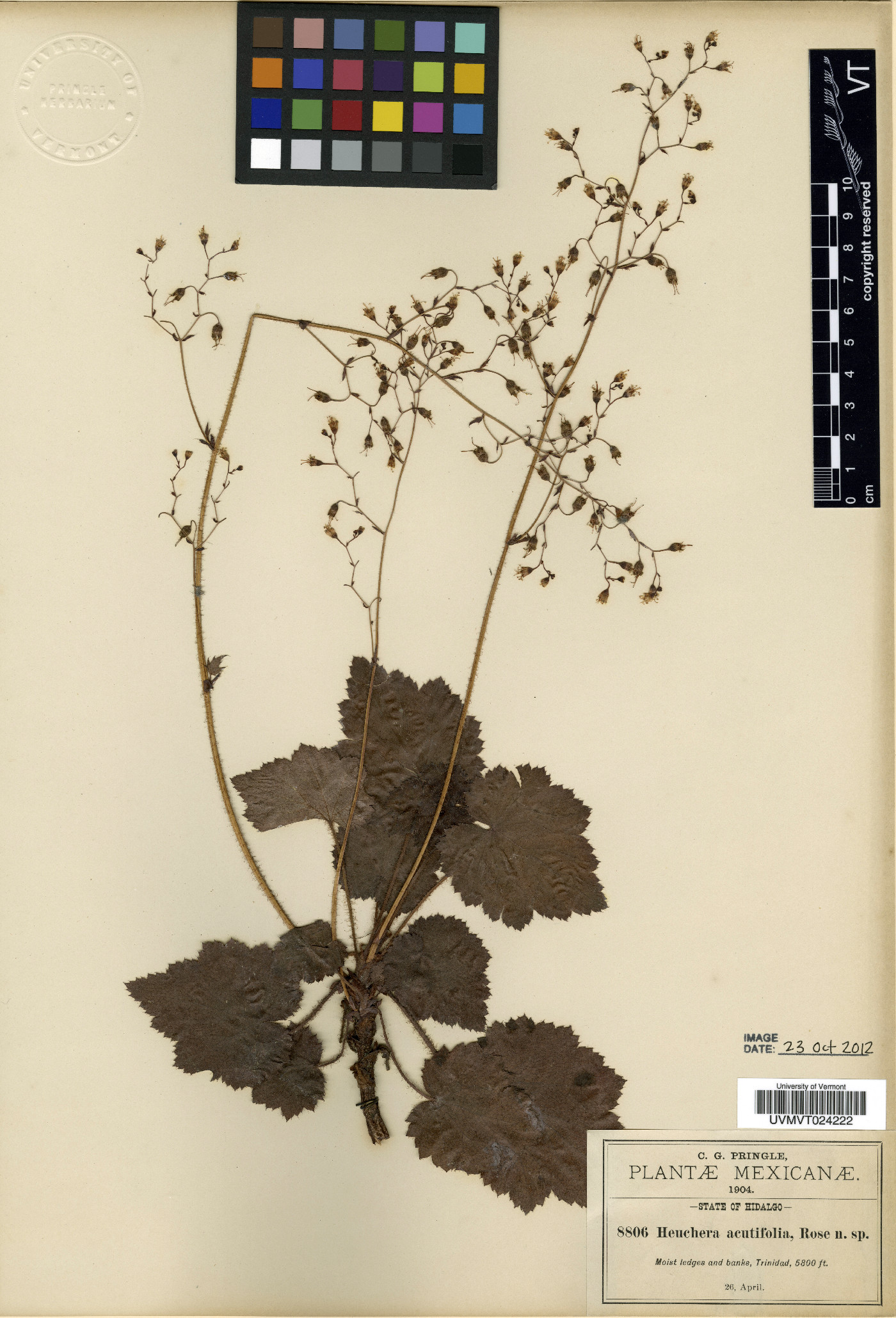Heuchera acutifolia image