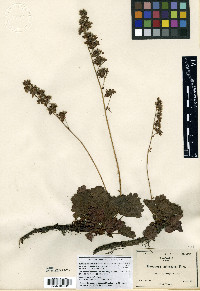 Heuchera merriamii image