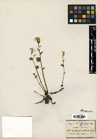 Triphora trianthophora image