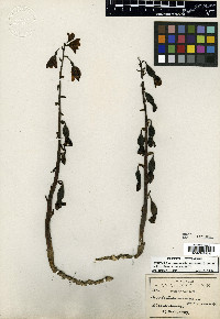 Hexalectris grandiflora image