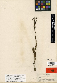 Habenaria guadalajarana image