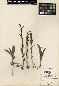Habenaria schaffneri image