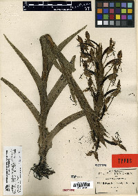 Habenaria pringlei image