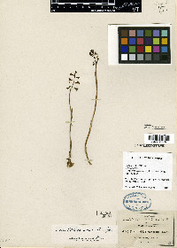 Corallorhiza maculata image