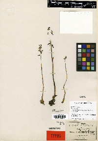 Corallorhiza odontorhiza var. pringlei image