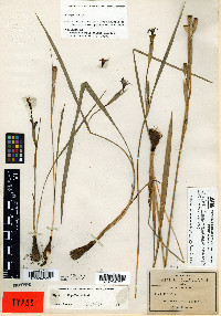 Tigridia molseediana image