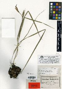 Tigridia multiflora image