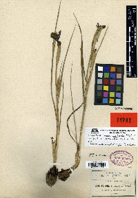 Tigridia vanhouttei image
