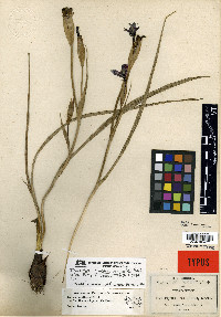 Tigridia vanhouttei image