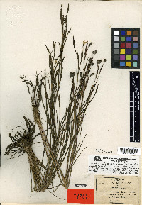 Sisyrinchium angustissimum image