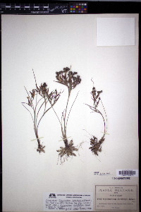 Sisyrinchium tenuifolium image