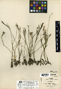 Sisyrinchium palmeri image