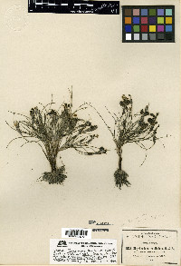Sisyrinchium tenuifolium image