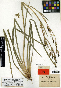 Orthrosanthus exsertus image
