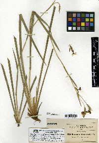 Orthrosanthus exsertus image