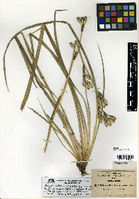Orthrosanthus exsertus image