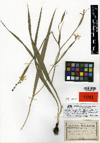 Sessilanthera latifolia image