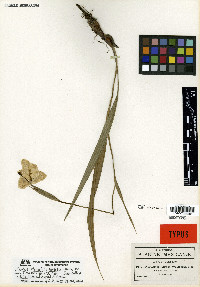 Sessilanthera latifolia image