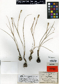 Nemastylis tenuis image
