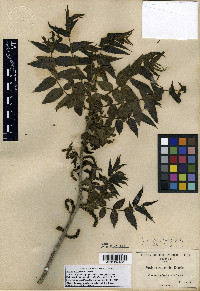Juglans major image