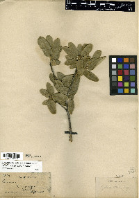 Quercus deserticola image
