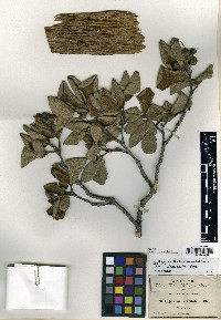 Quercus rugosa image