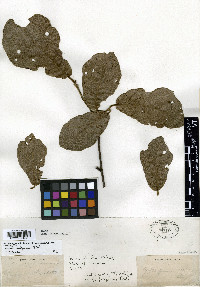 Quercus crassifolia image