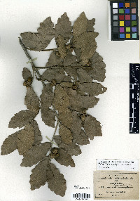 Quercus glaucoides image