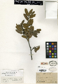 Quercus crassipes image
