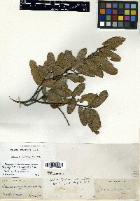 Quercus crassipes image