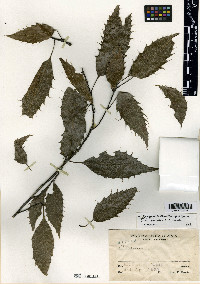 Quercus paxtalensis image