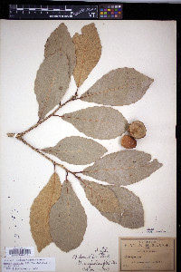 Quercus liebmannii image