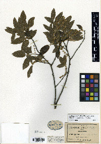 Quercus acherdophylla image