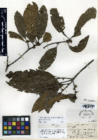 Quercus benthamii image