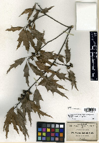 Quercus canbyi image