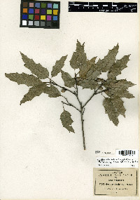 Quercus canbyi image
